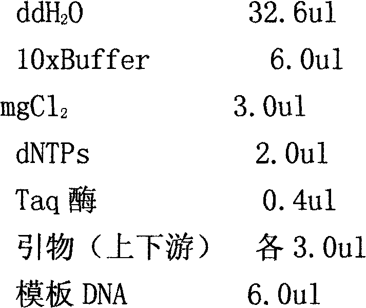 Identification methods of Liriomyza sativae, Liriomyza sativae and Liriomyza clover