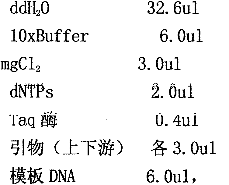 Identification methods of Liriomyza sativae, Liriomyza sativae and Liriomyza clover