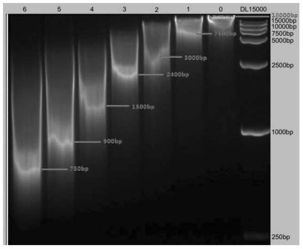 A method for DNA fragmentation and a device for realizing the method