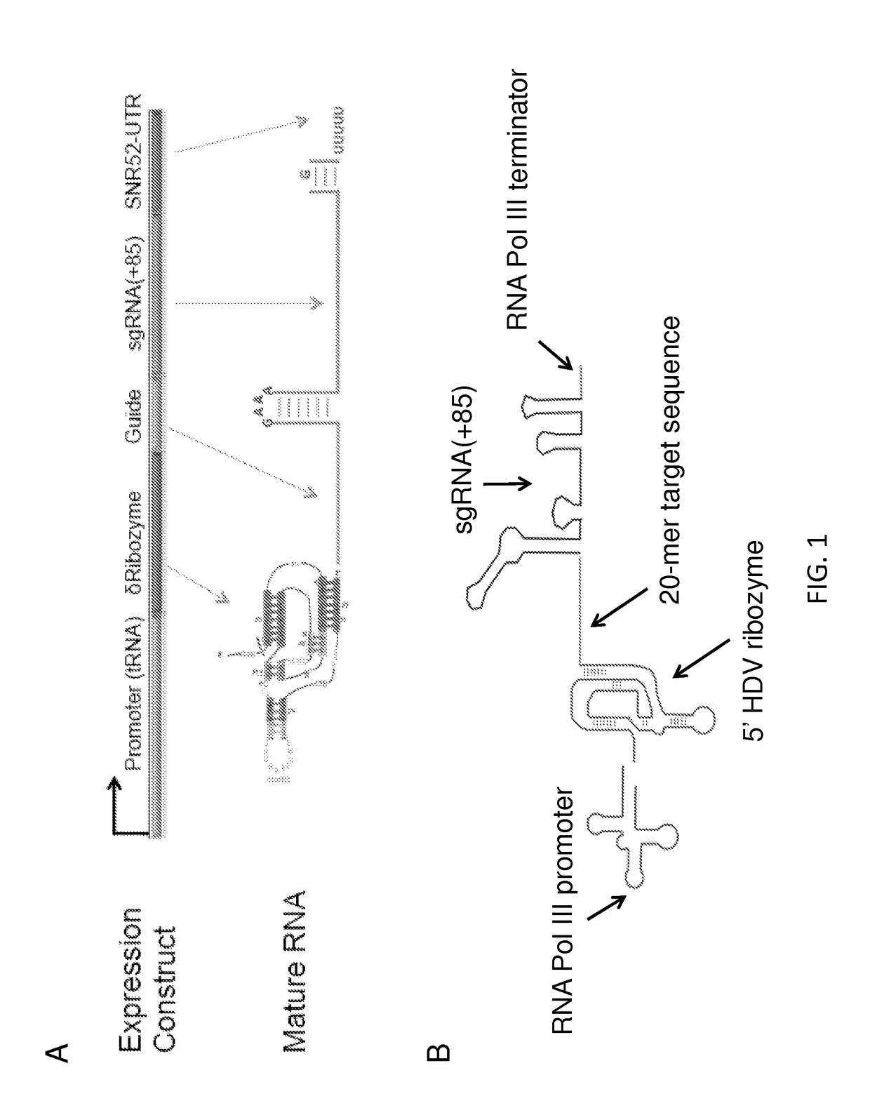 Vectors and methods for fungal genome engineering by crispr-cas9