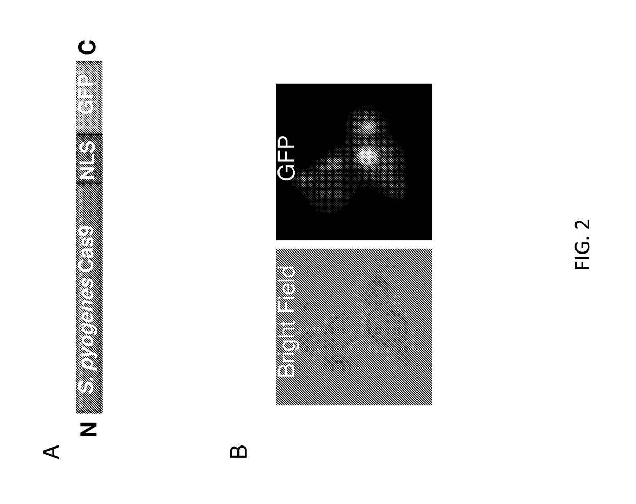 Vectors and methods for fungal genome engineering by crispr-cas9