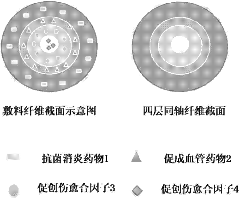 Four-layer coaxial fiber wound dressing and preparation method thereof