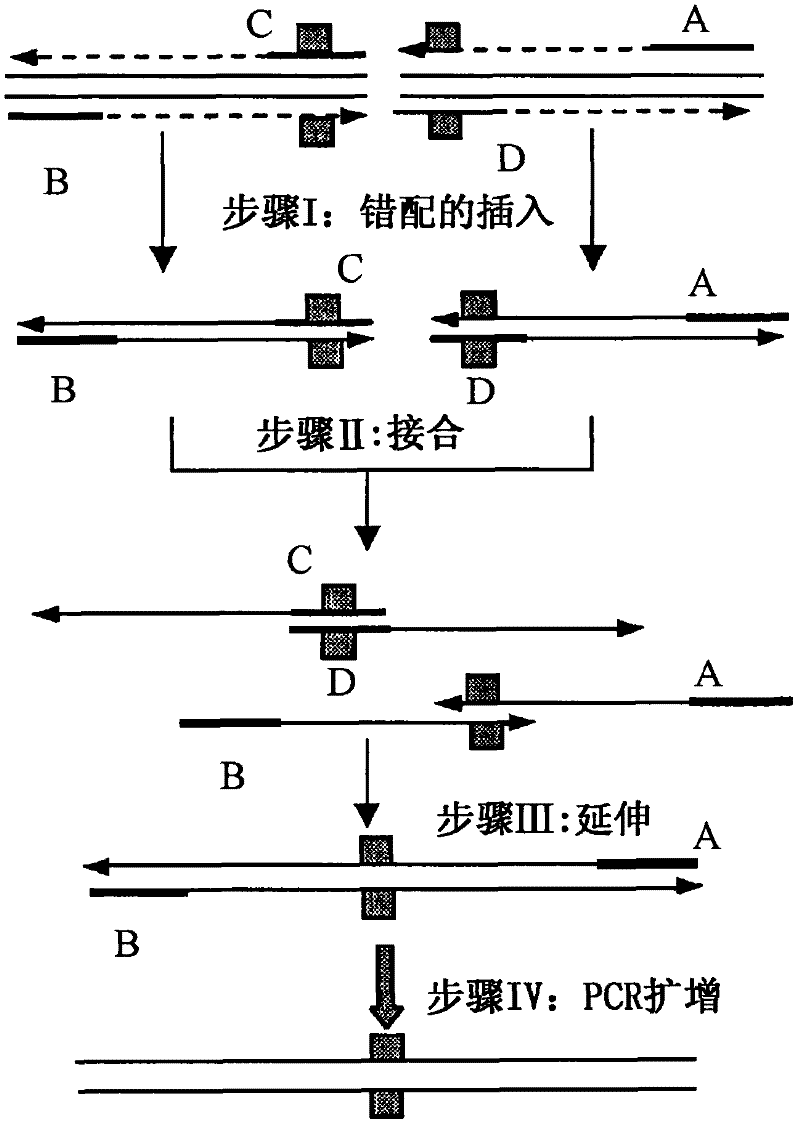 Acid resistant medium temperature alpha-amylase and preparation method thereof