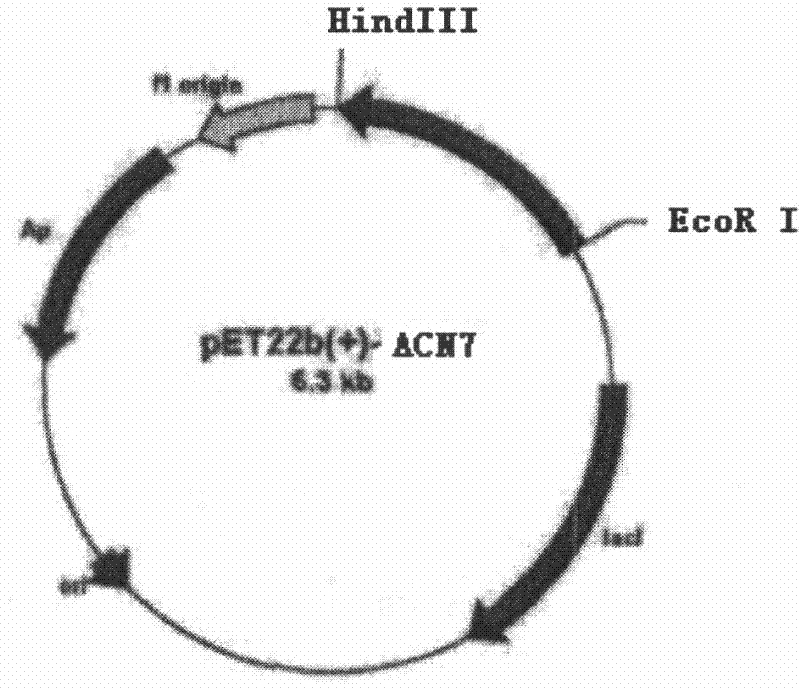 Acid resistant medium temperature alpha-amylase and preparation method thereof