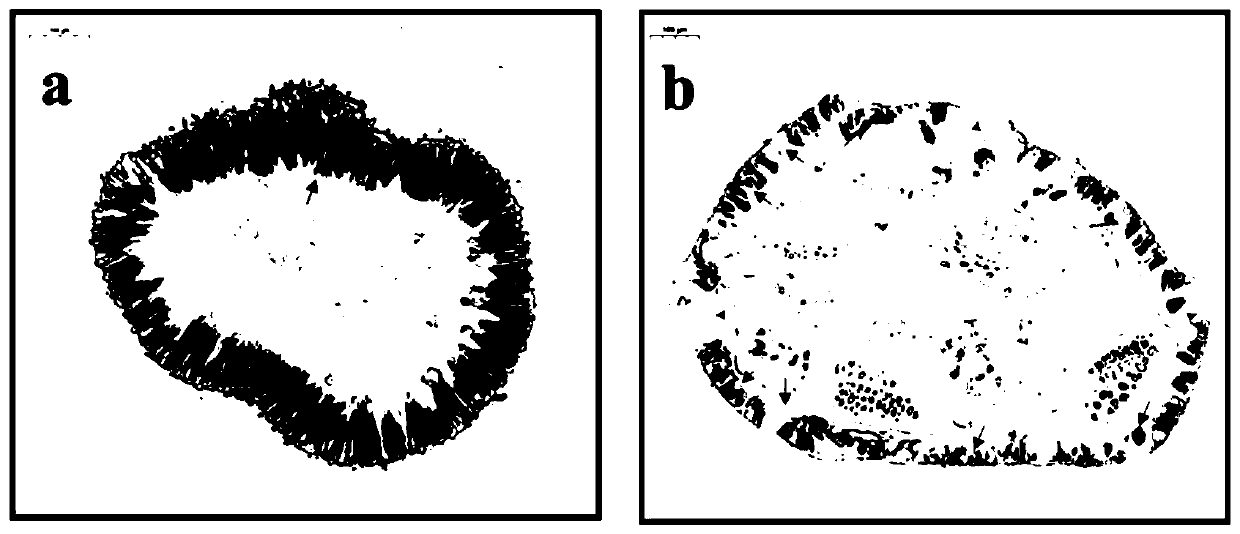 Tea saponin compound as well as preparation method and application thereof