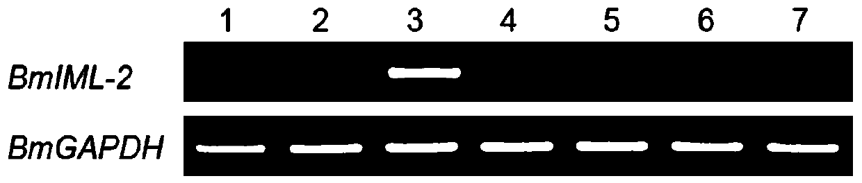 Method for screening bombyx mori nuclear polyhedrosis virus disease resistance with BmIML-2 gene