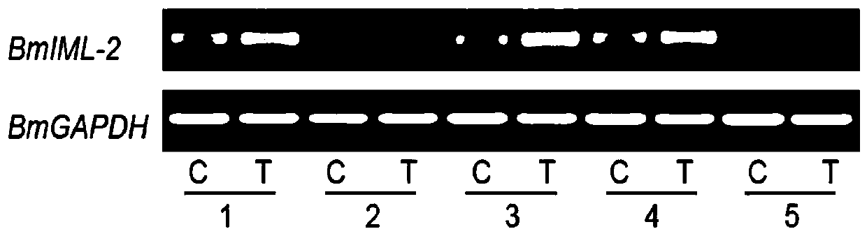 Method for screening bombyx mori nuclear polyhedrosis virus disease resistance with BmIML-2 gene