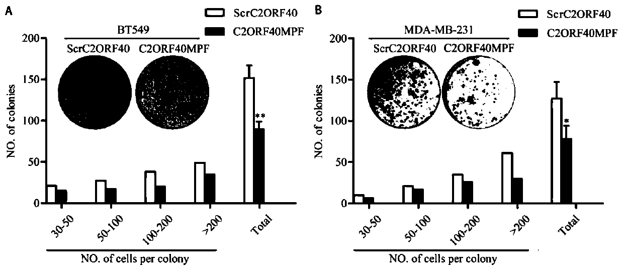 Application of polypeptide c2orf40mpf in the preparation of antitumor drugs