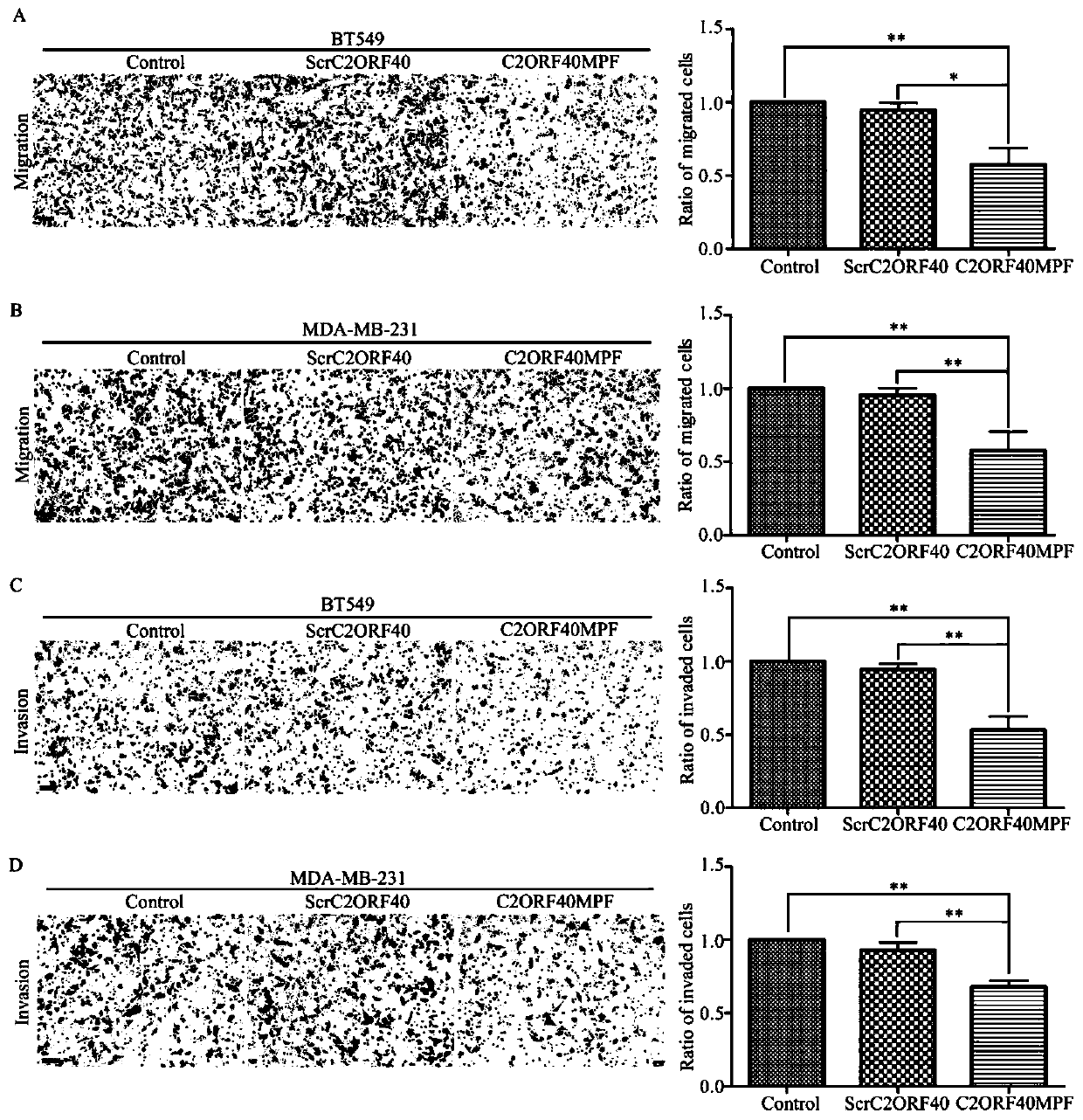 Application of polypeptide c2orf40mpf in the preparation of antitumor drugs