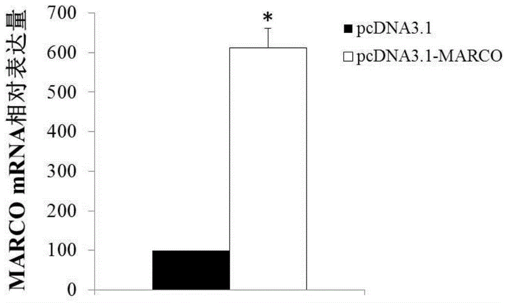 Bile duct cancer diagnosis and treatment molecular marker and application thereof