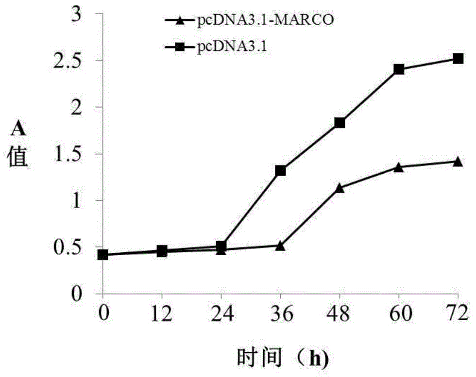 Bile duct cancer diagnosis and treatment molecular marker and application thereof