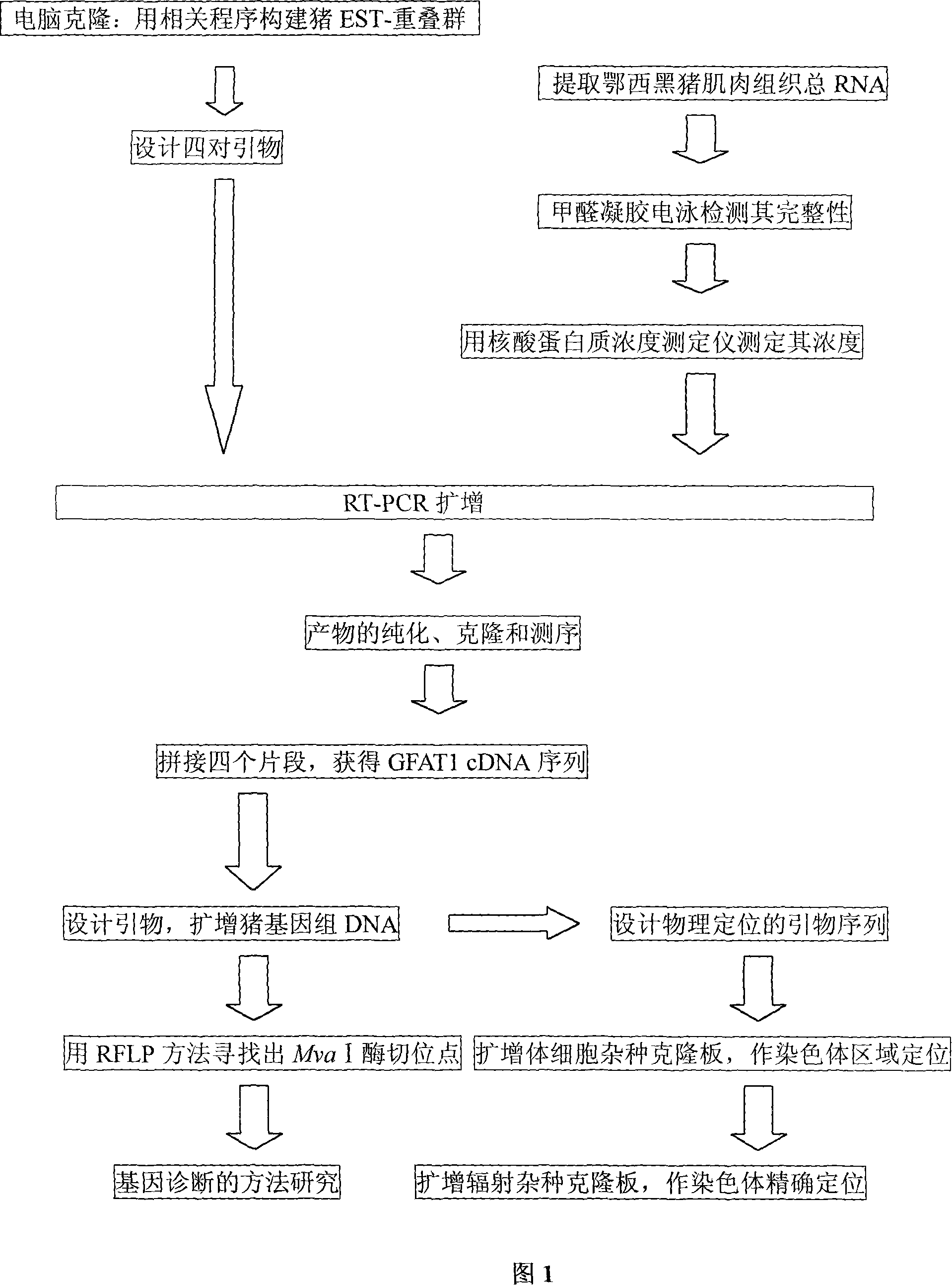 Pig carcass character GFAT1 gene clone and its application