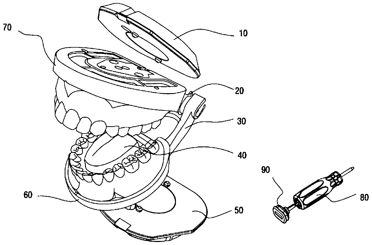 Oral cavity model for practice