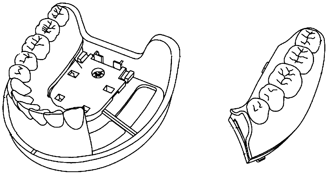 Oral cavity model for practice