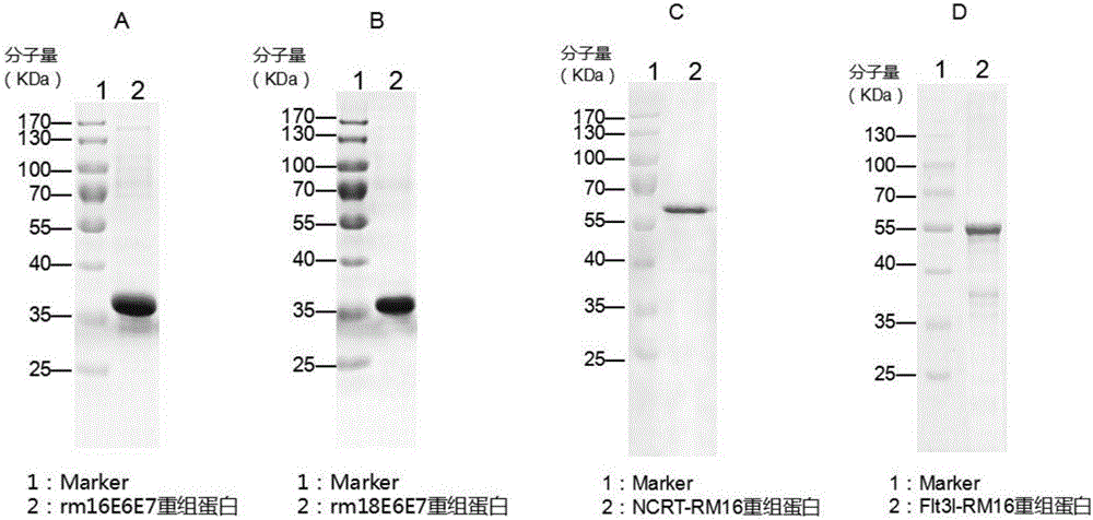 Recombinant protein and medicine composition and application thereof