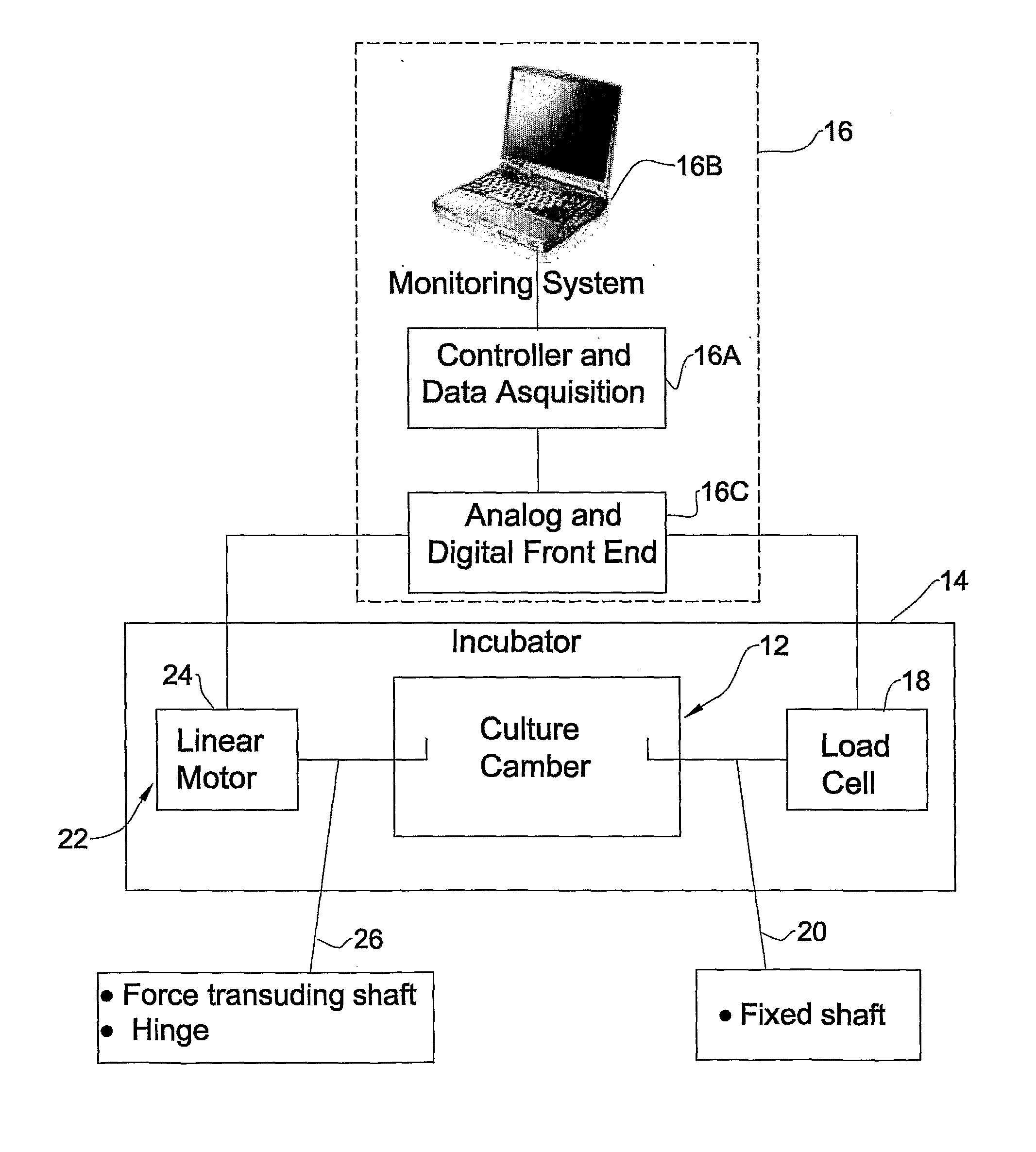 Compartmental extract compositions for tissue engineering