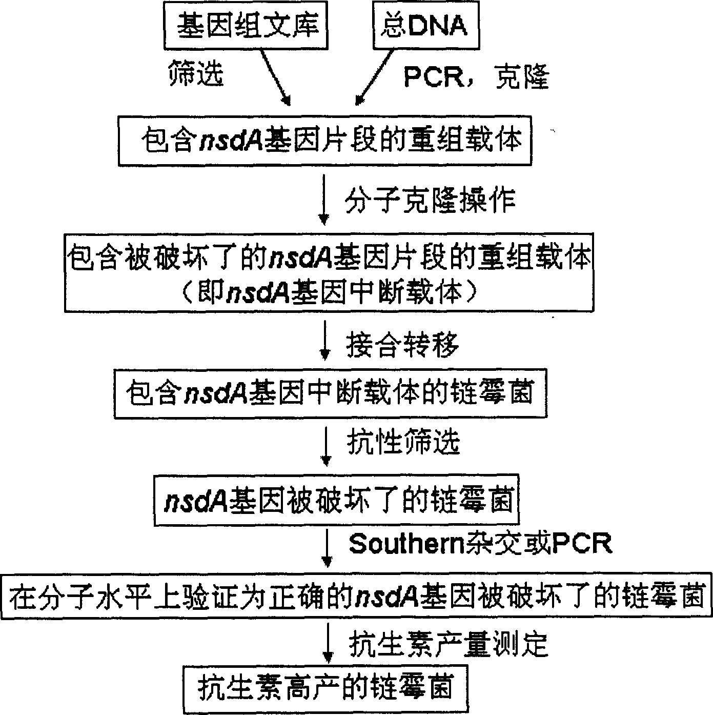 Method for increasing yield of streptomycete antibiotic and the strain thereof