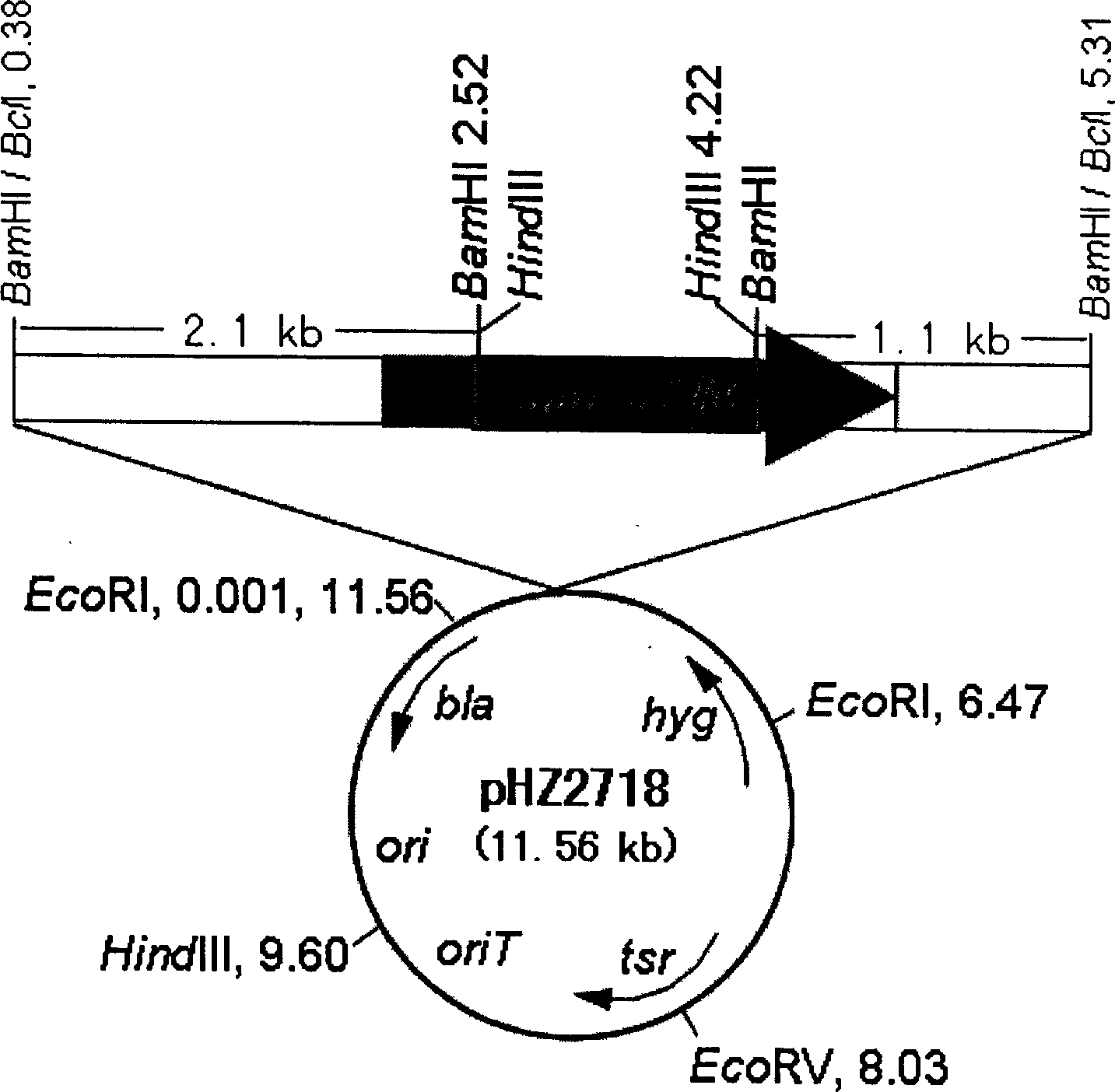 Method for increasing yield of streptomycete antibiotic and the strain thereof