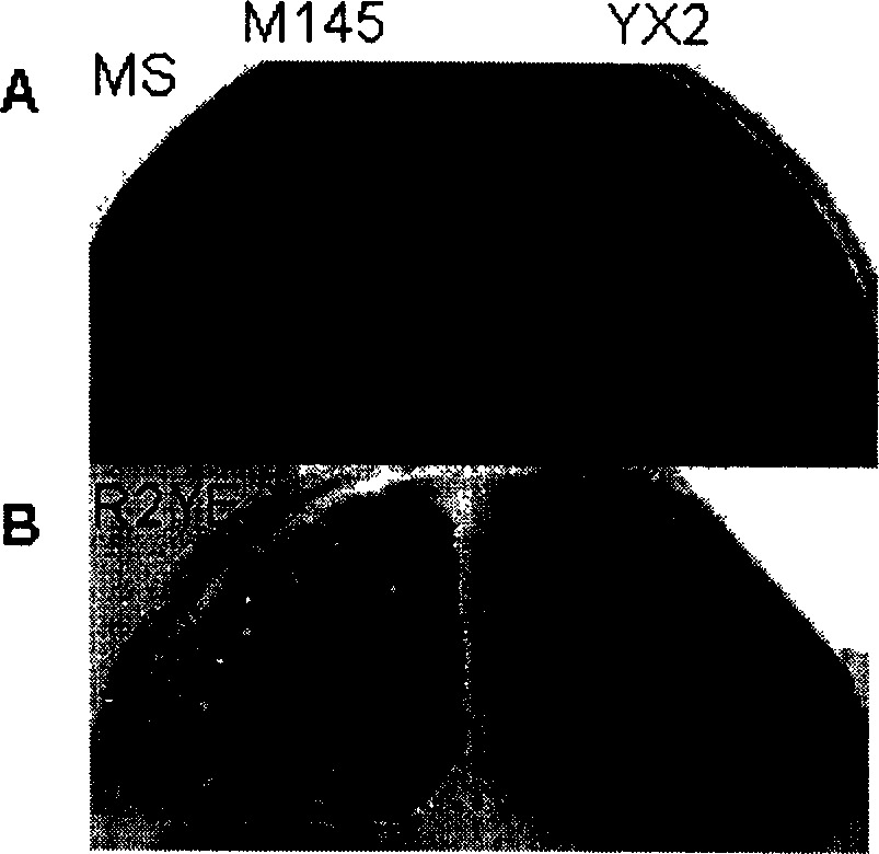 Method for increasing yield of streptomycete antibiotic and the strain thereof