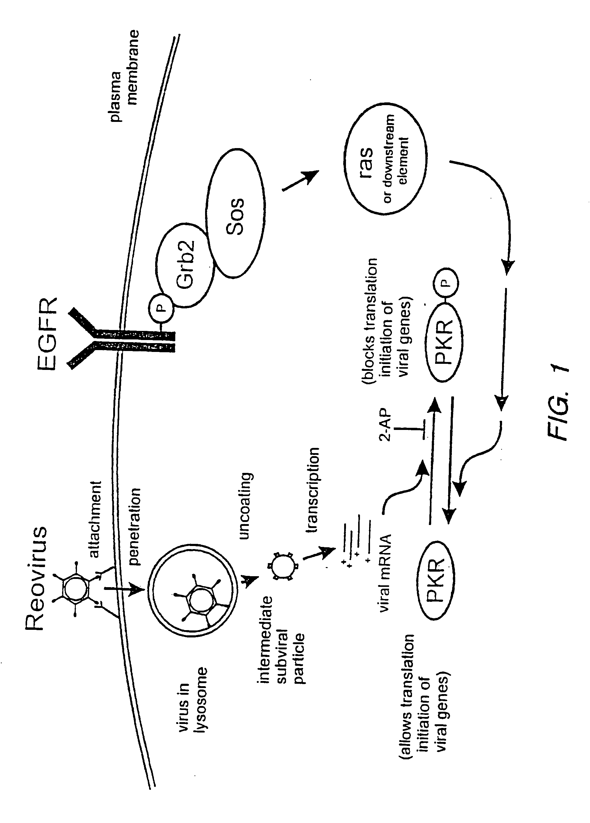 Reovirus for the treatment of cellular proliferative disorders