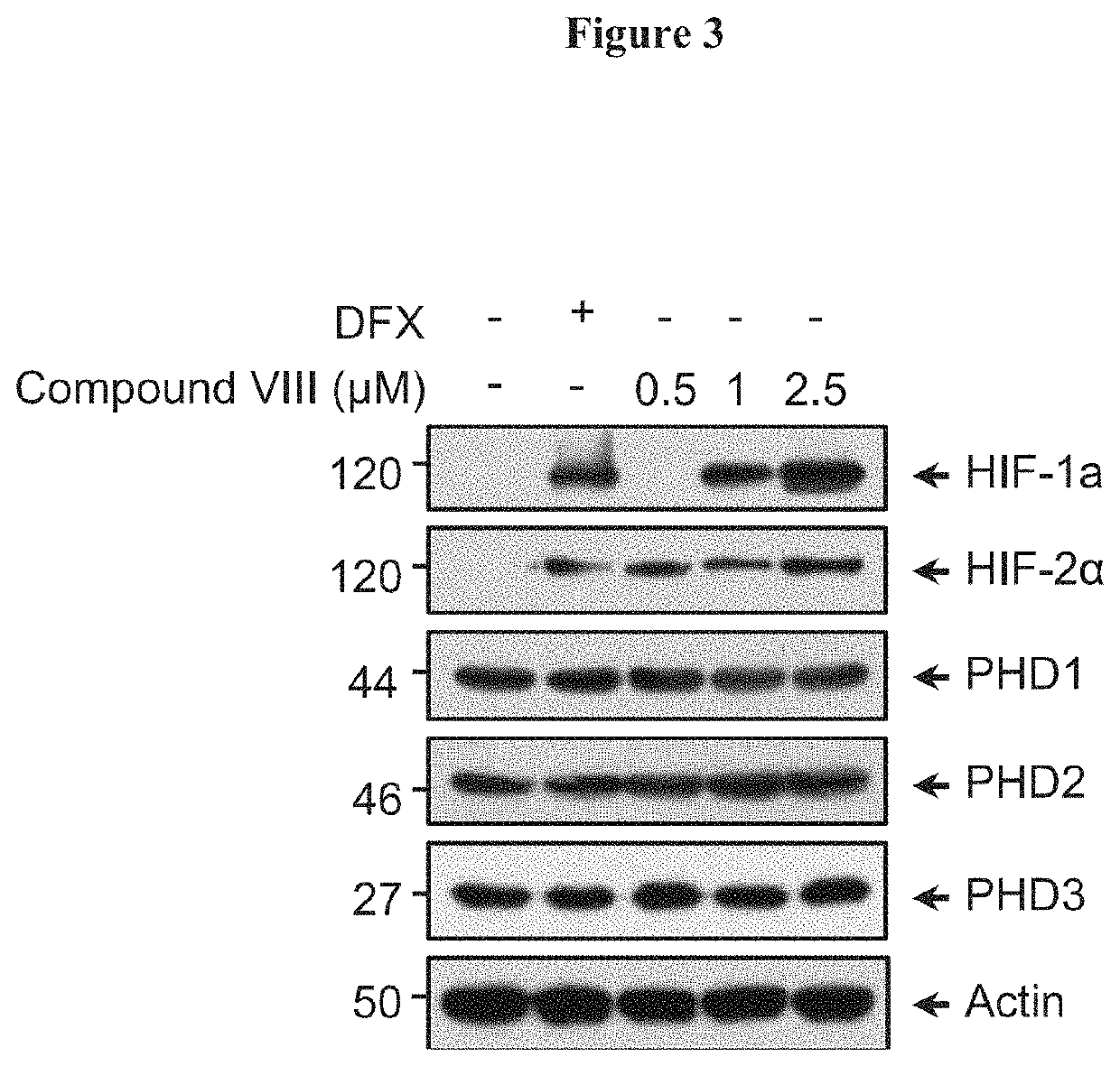 Cannabidiol derivatives as inhibitors of the HIF prolyl hydroxylases activity