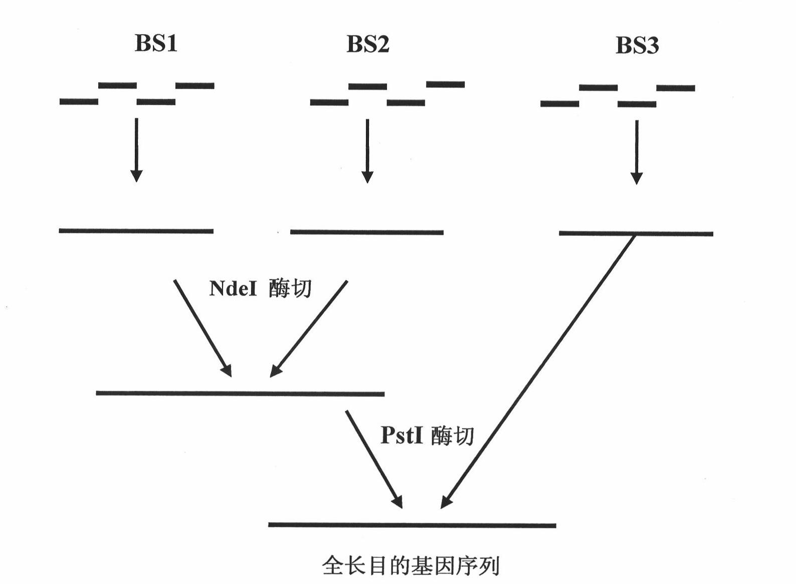 Synthetic method of enterokinase light chain gene and preparation method of expression product of enterokinase light chain gene