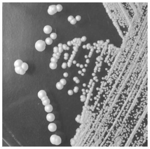 Saccharomyces cerevisiae strain and application of saccharomyces cerevisiae strain to ice wine