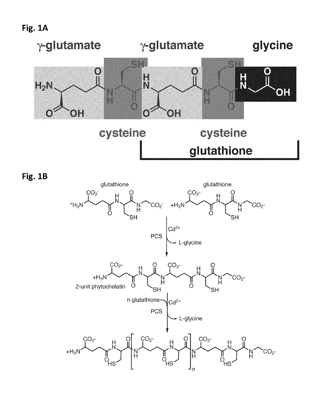 Transgenic plants exhibiting enhanced phytochelatin-based heavy metal tolerance and methods of use thereof