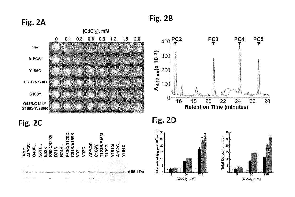 Transgenic plants exhibiting enhanced phytochelatin-based heavy metal tolerance and methods of use thereof