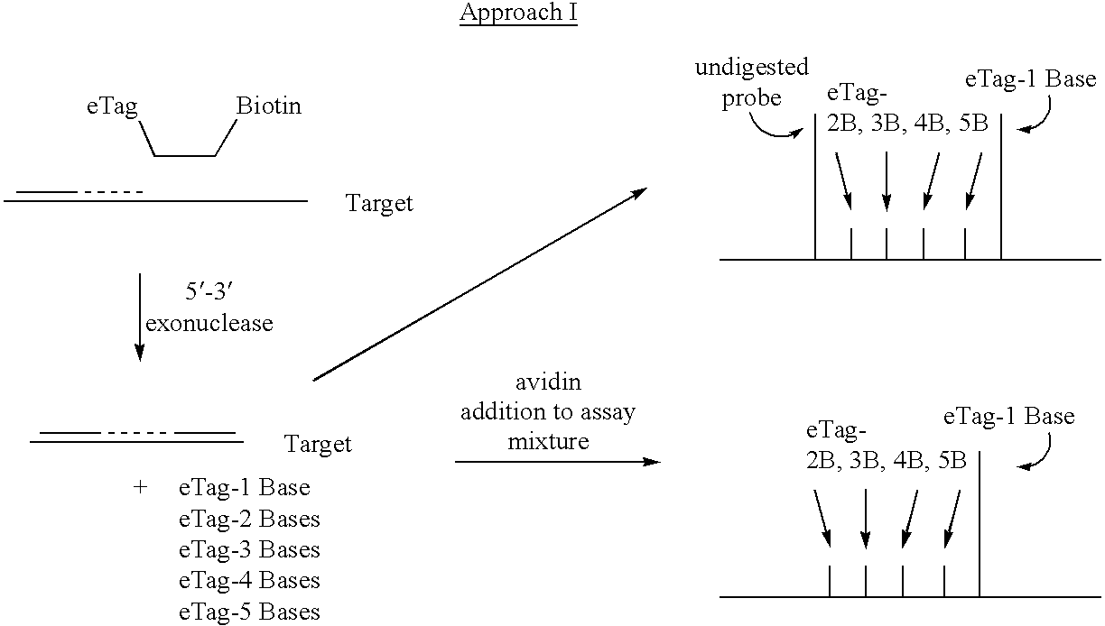 Detection using degradation of a tagged sequence