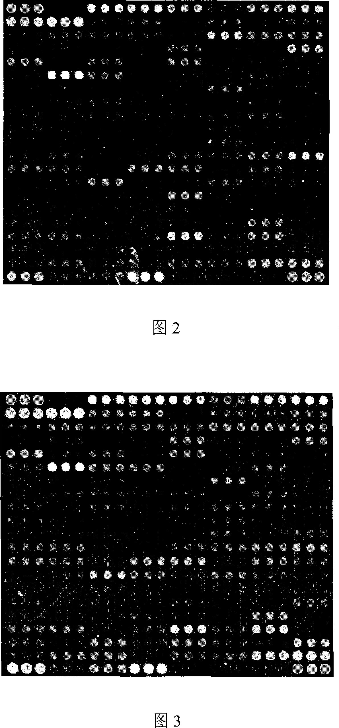 DNA chip for detecting virulence gene expression abilities of APEC and UPEC and construction method thereof