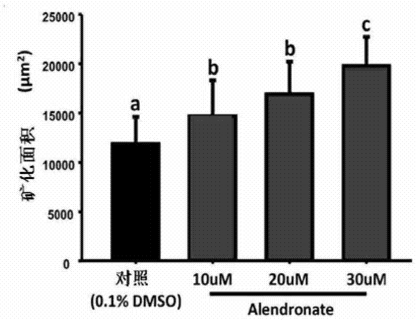 A Screening System for Drugs Affecting Bone Mineralization