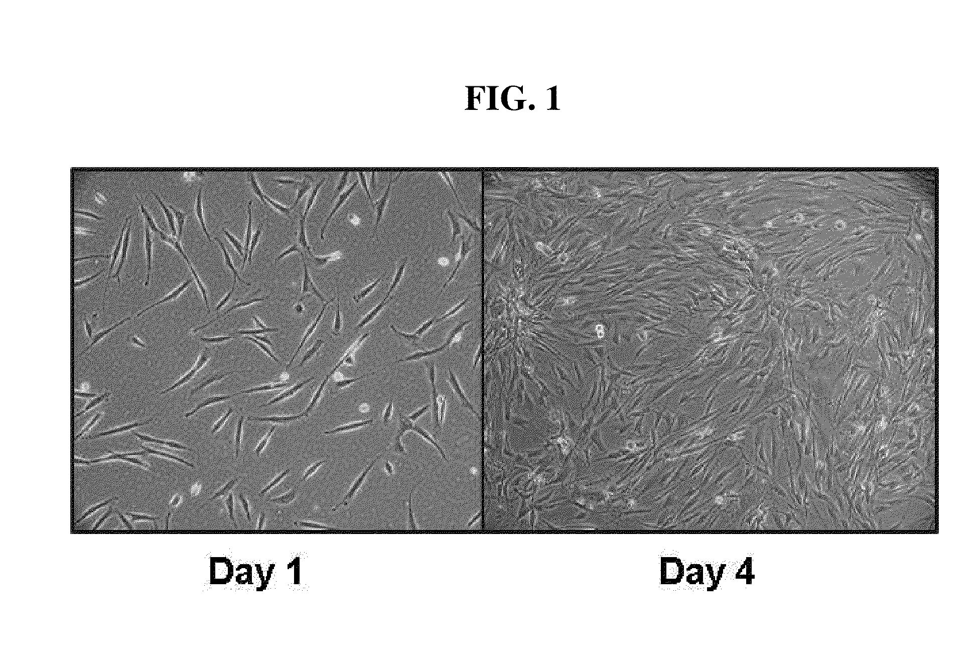 Multipotent stem cells derived from human adipose tissue and cellular therapeutic agents comprising the same