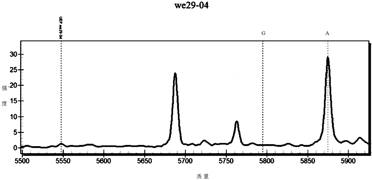 SNP nucleic acid mass spectrometric detection method for PLCE1 gene rs2274223 locus