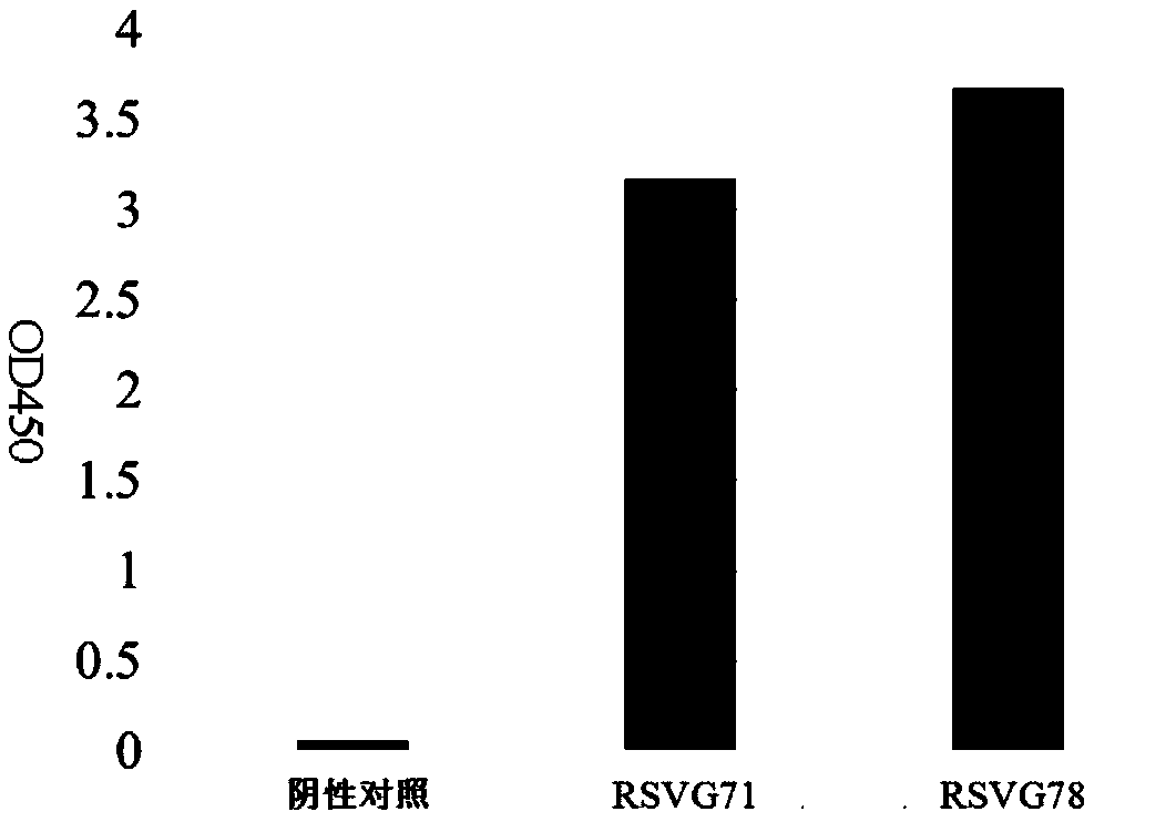 Complete humanized monoclonal antibody for RSV attachment G protein surface antigen