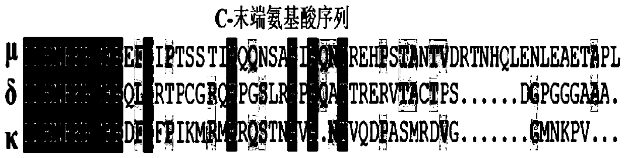 Polypeptide with morphine tolerance and side effect relieving function and application of polypeptide