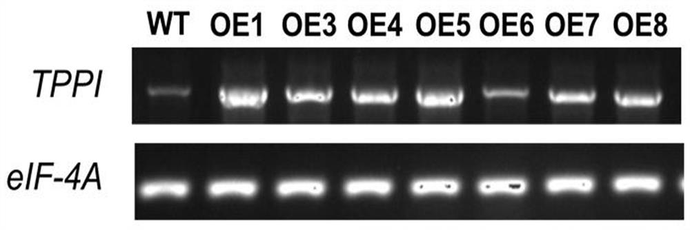 Application of tppi gene in regulating plant stomatal opening and improving plant drought resistance