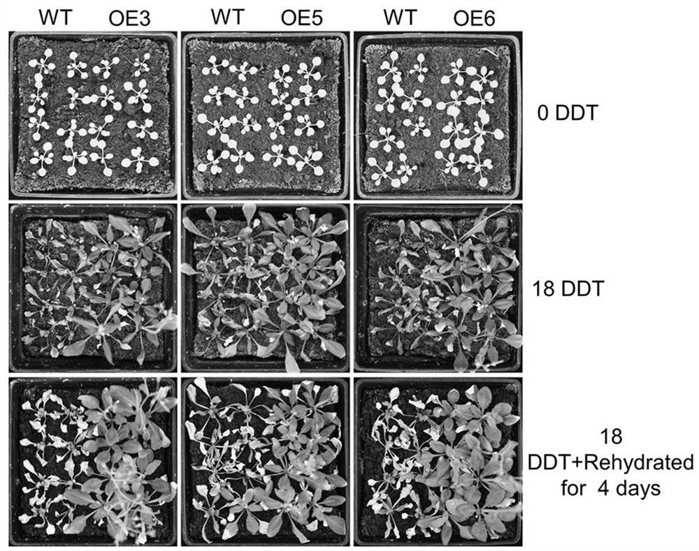 Application of tppi gene in regulating plant stomatal opening and improving plant drought resistance