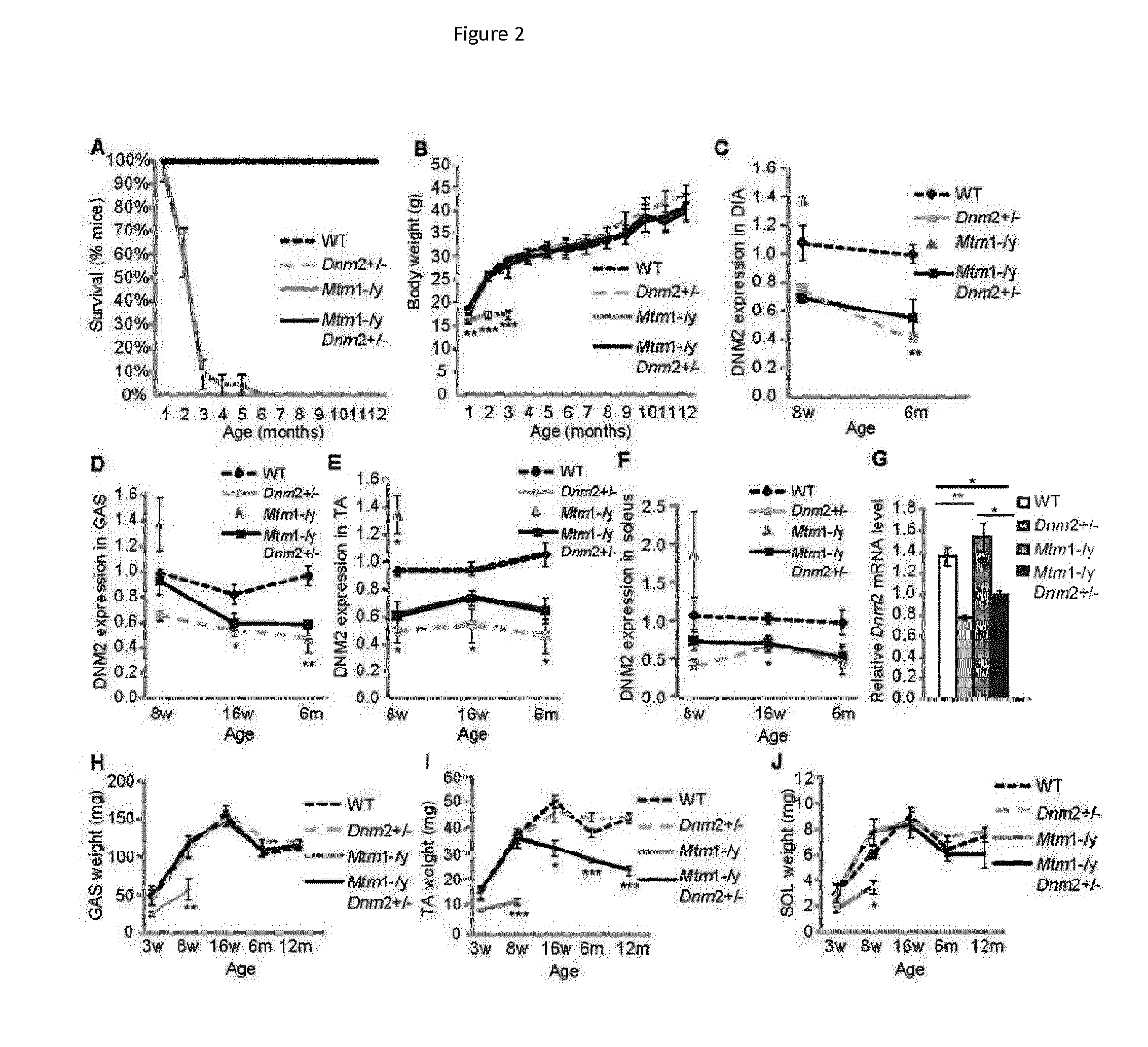 Dynamin 2 inhibitor for the treatment of centronuclear myopathies