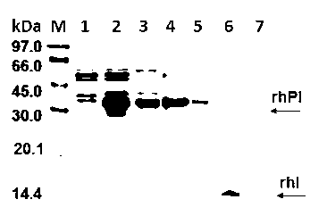 Recombinant human proinsulin renaturation and purification method