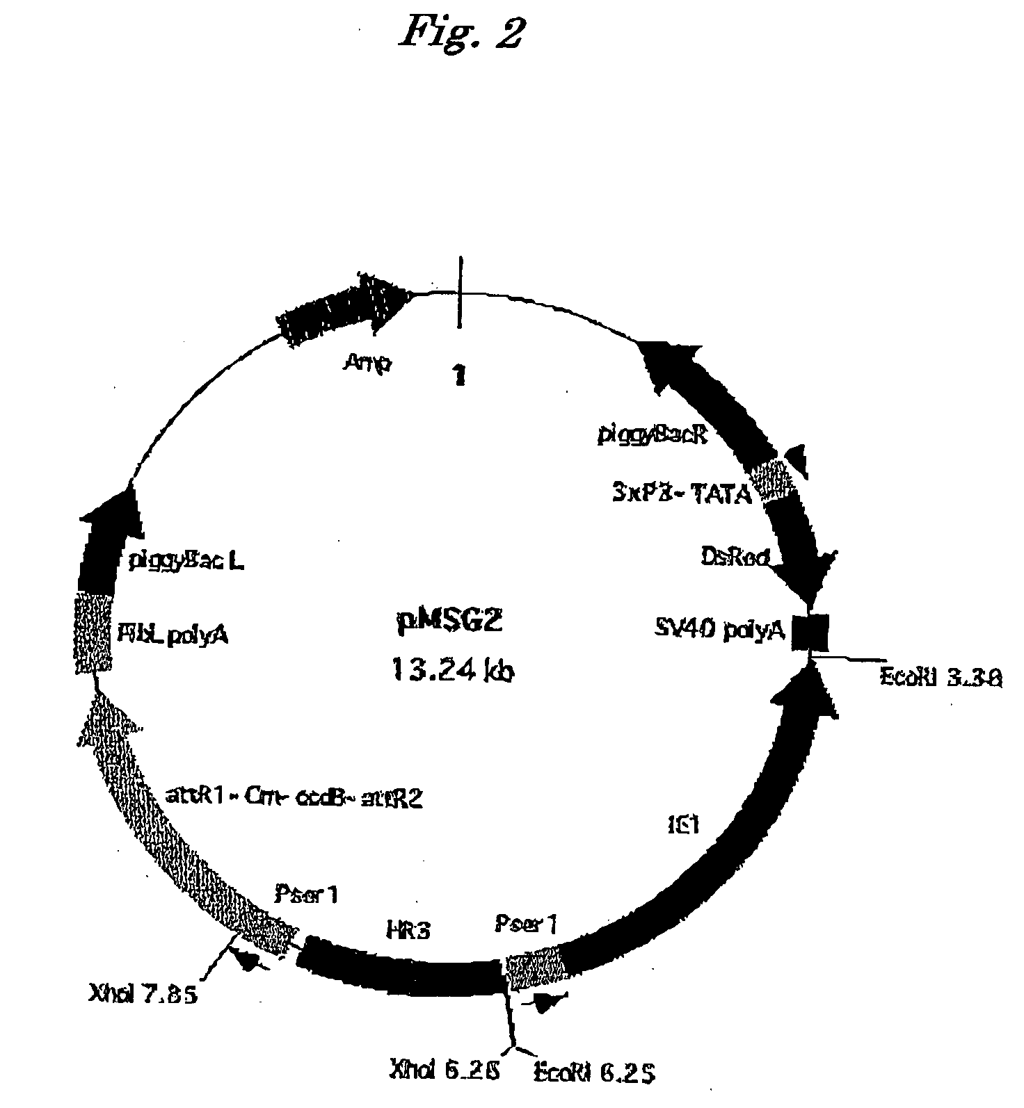 Polynucleotide for Producing Recombinant Protein in Silkworm