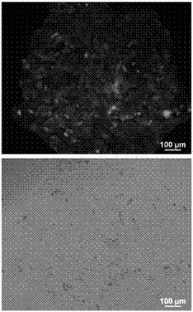 Method used for construction of CRISPR/Cas9 genome knockout library with enzymatically digested genome