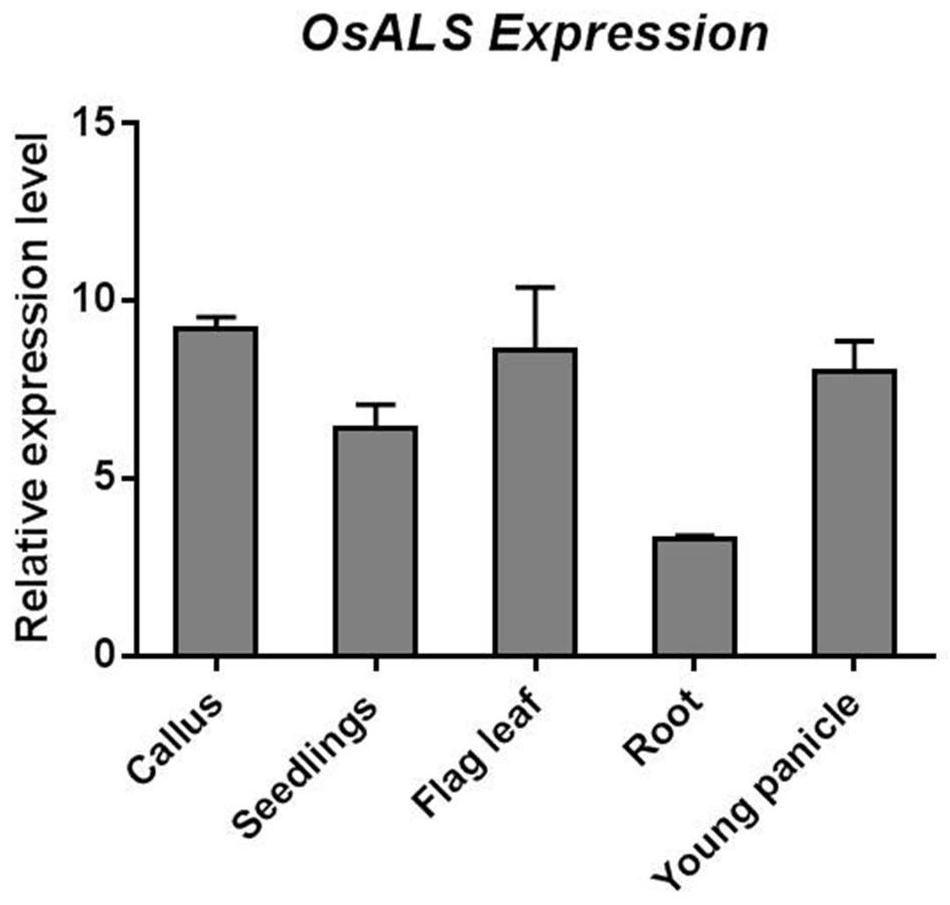 Plant constitutive promoter alspro and its application