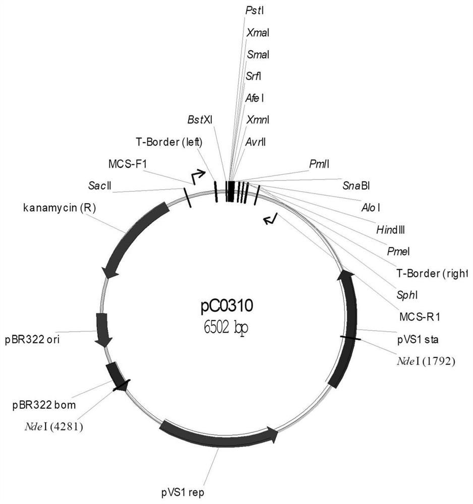 Plant constitutive promoter alspro and its application