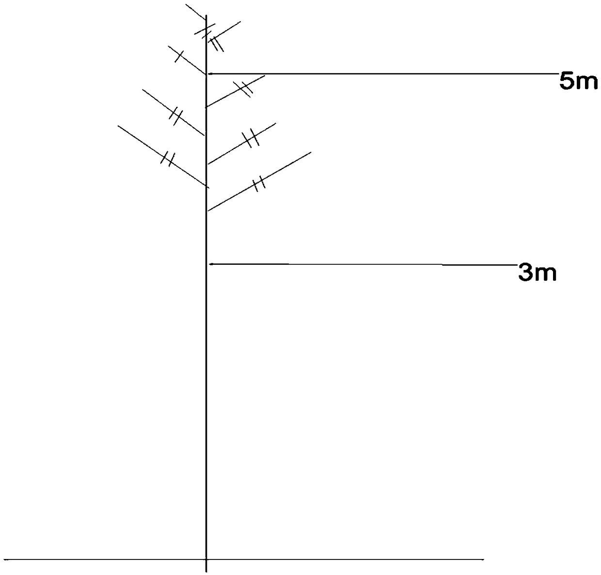 Landscape tree shape cultivation method for fraxinus chinensis street tree