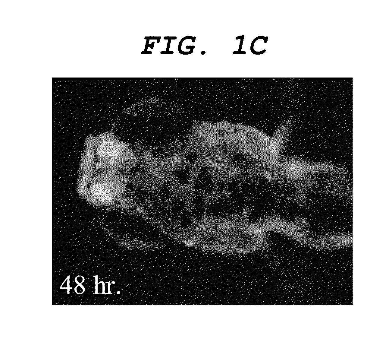 Central nervous system labelling composition for intranasal administration and labelling method and screening method using central nervous system labelling composition for intranasal administration