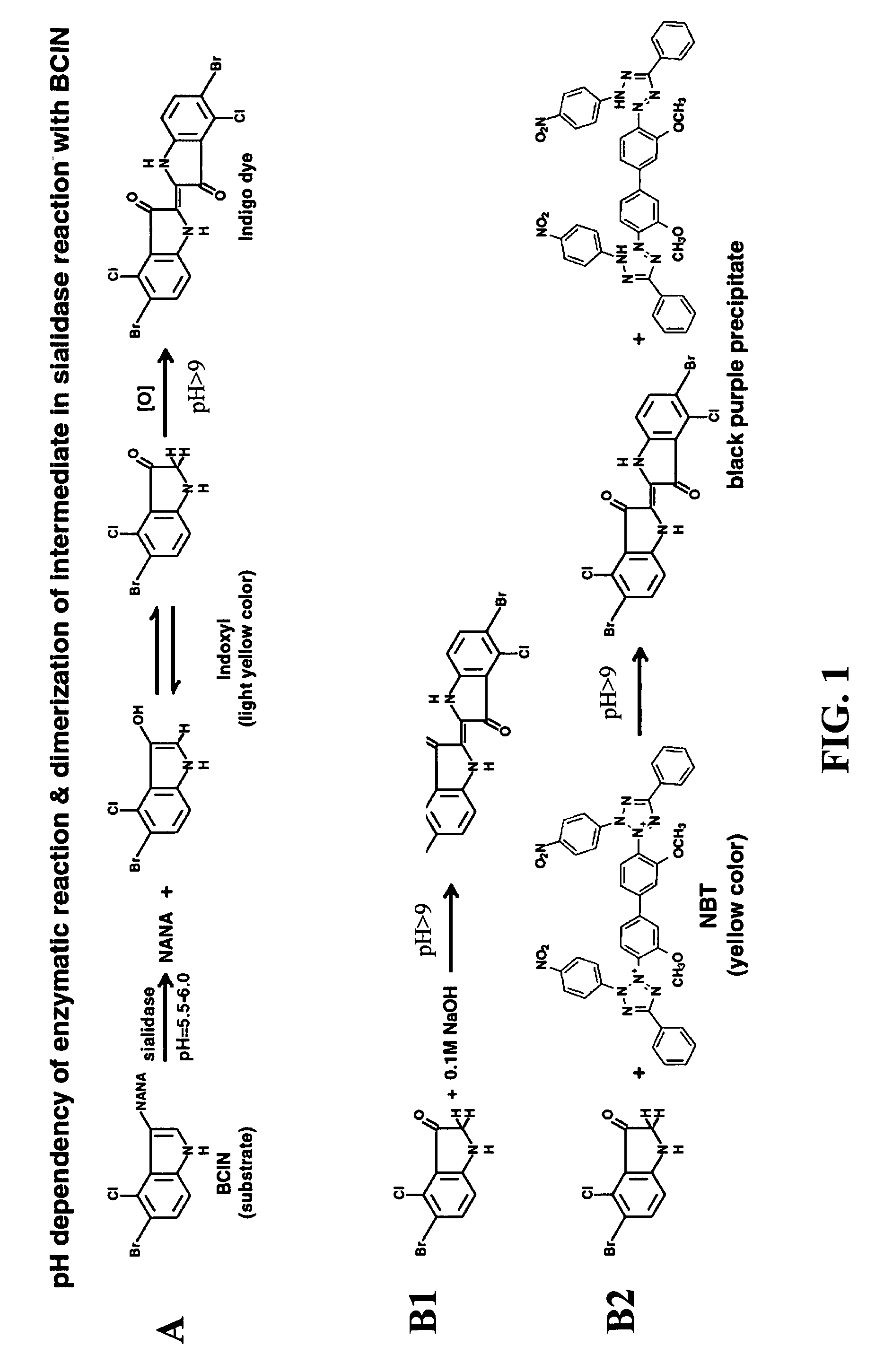 Solid phase test device for sialidase assay