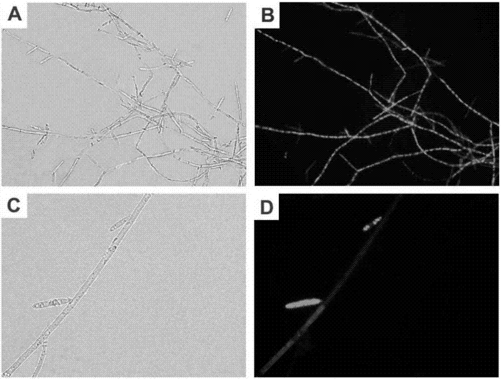 Hirsutella sinensis transforming strain expressing green fluorescent protein, and preparation method thereof