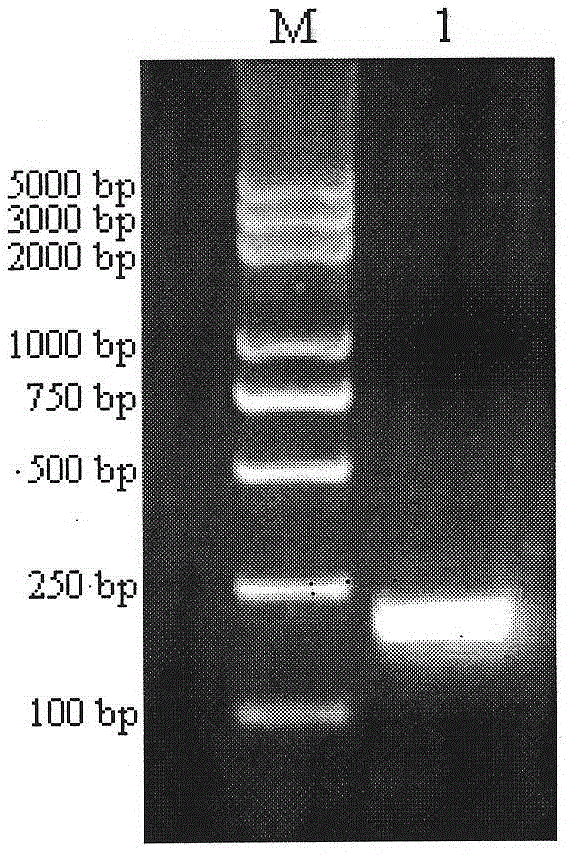 Isothermal nucleic acid amplification reaction reagent and isothermal nucleic acid amplification method