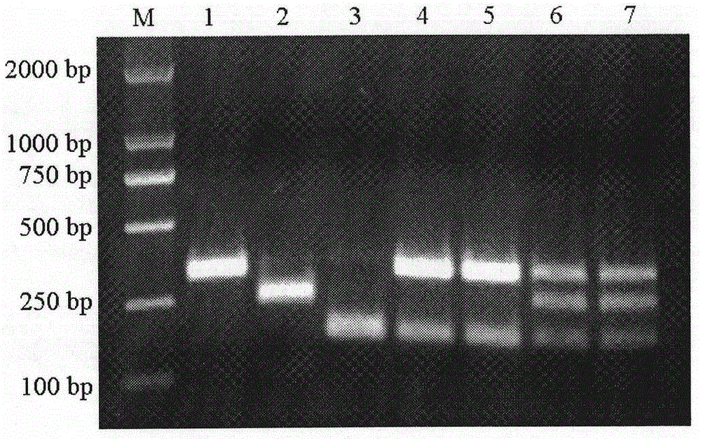 Isothermal nucleic acid amplification reaction reagent and isothermal nucleic acid amplification method